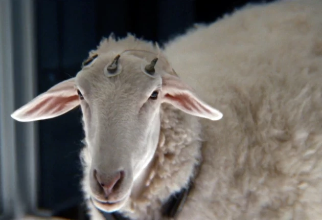 Промо-кадр из 4 серии 1 сезона сериала Чужой: Земля 2025 г